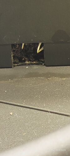 Tag 18 der Klon 1 hat bis unten gewurzelt und steht kurz vor dem 9 l Endtopf Einsatz 31.5.24