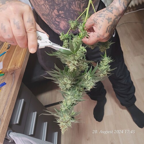 Tag 93 Geerntet am Blütetag 60 zum Ende ihrer zeit 20.8.24