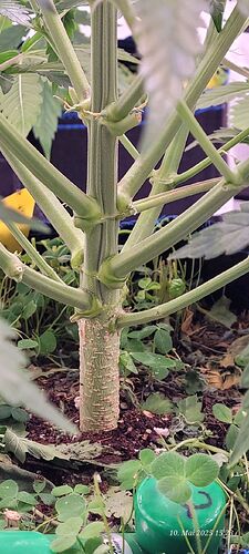 Tag 41 Haze 2 am 10.5.25