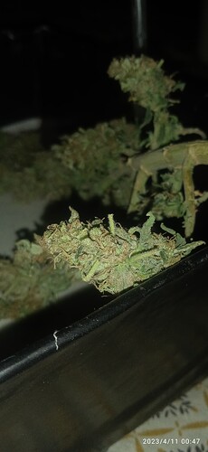 IMG_20230411_004712