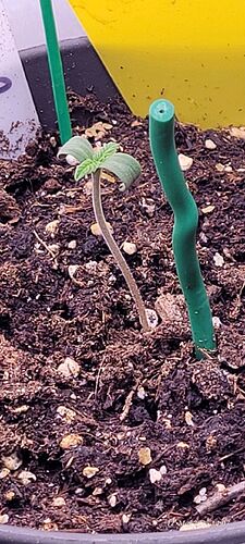 Tag 7 Congo 2 Sämling Tag 2 am 12.5.25