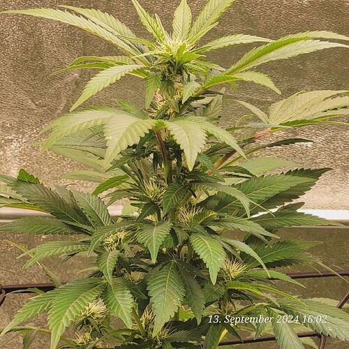 Tag 102 und es wird sicher wieder Buschiger und die Spitze steht noch wie eine 1 am 13.9.24