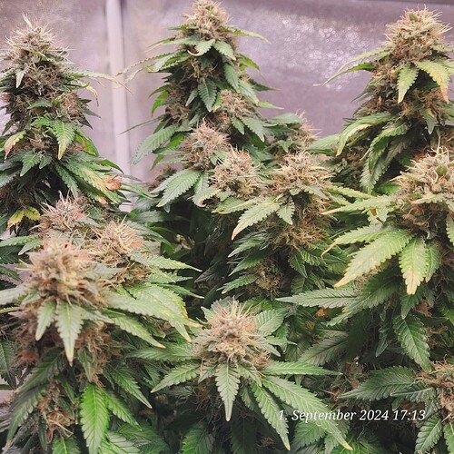 Tag 111 Blütetag 51 und sie werden immer fetter 1.9.24