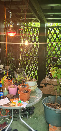 Plants Wide