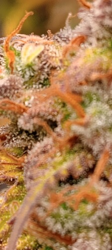 IMG_20240802_190122114