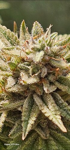 Screenshot_20250521_035256_Gallery