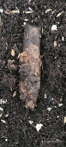 Der Rest wo noch in Erde vorhanden war von der Fast Diesel 23.4.25