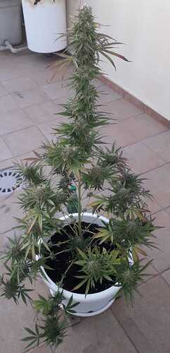 IMG-20240913-WA0006