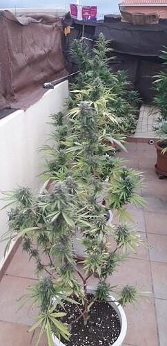 IMG-20220906-WA0003
