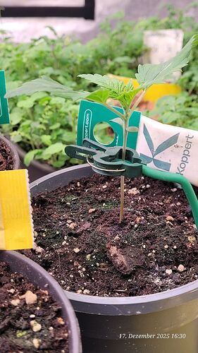 Tag 13 J. P. Sämling Tag 5 am 17.12.25