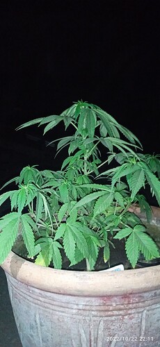 IMG_20221022_221134_1
