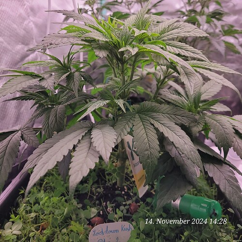 Tag 43 Nr 2, Wachstum Tag 25