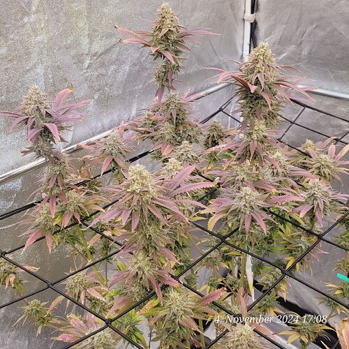 Tag 107 Klon 1, Blüte Tag 60 am 4.11.24