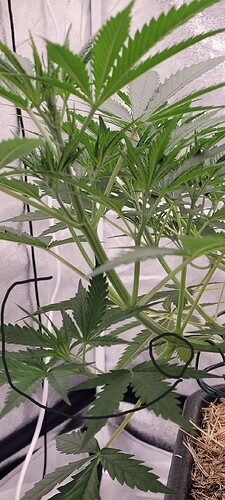 Tag 50 an allen 4 Äste diesen unteren Trieb weg und damit noch mal eine Verwurzelung starten