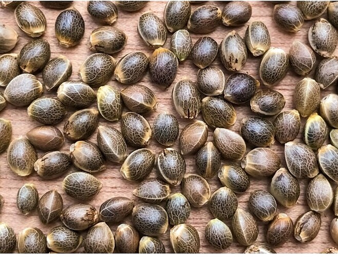 Screenshot_2025-11-30-09-35-05-282_com.android.chrome-edit