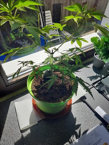 17472242891316068248527844984231