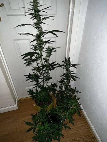 IMG-20231221-WA0022