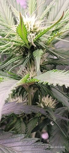 Tag 42 Haze 1 Blüte Tag 17 am 11.5.25