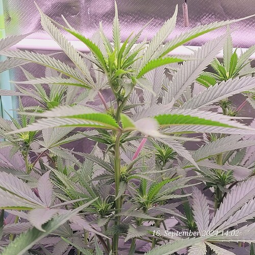 Tag 58 schöner kräftiger Wuchs 16.9.24