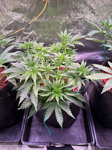 aR1k7c5GZlNlbavMQDMRDcMubg03_img@1760467210122