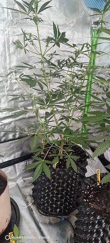 IMG_20250417_170516