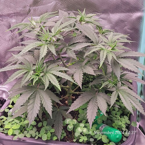 Tag 38 Nr 3, am ende der dritten Wachstum Woche 9.11.24