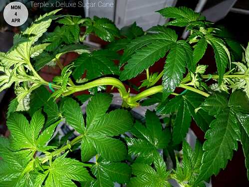IMG-20220406-WA0019