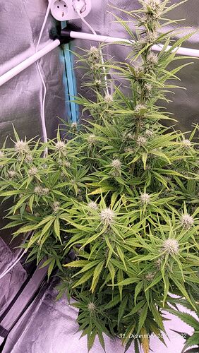 Tag 51 B.G. 2 mitte der 8ten Woche gesamt Stehzeit