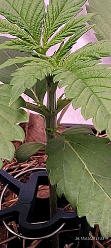 Tag 21 Congo 2 am 26.5.25