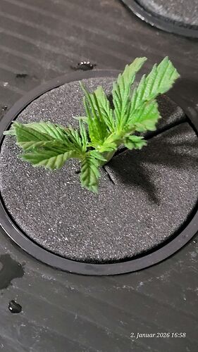 Tag 1 Klon 3 Verwurzelung 2.1.26