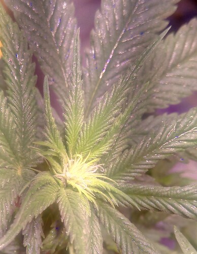 IMG_20220709_173742_3