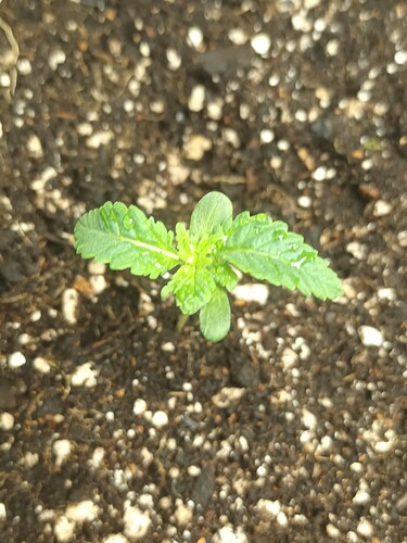 16675153620275345368950770109239