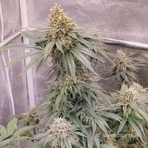 Tag 89 Blütetag 56 am 16.8.24