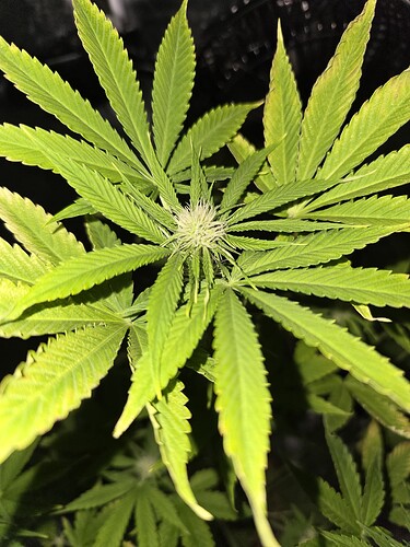 BlueberryHaze