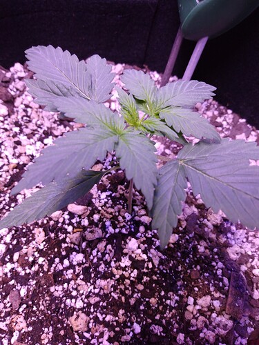 IMG_20220325_215146231