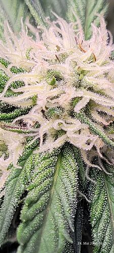 Tag 50 Haze 1 wird Frostig 19.5.25