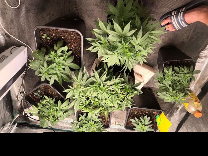 all plants