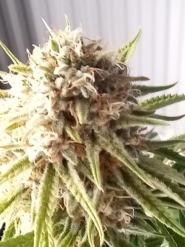 IMG_20240717_121852_798