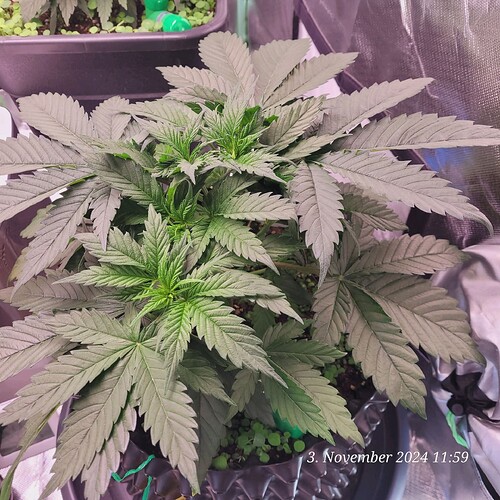 Tag 32, Wachstum Tag 14 heute vor der Entlaubung so wie Entfernen unterer Triebe 3.11.24