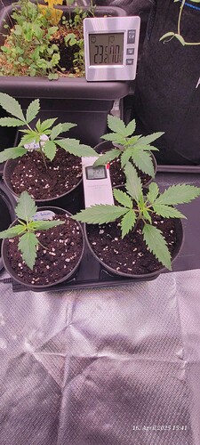 Tag 17 oben links die Gelato und die anderen S. Lemon Haze 16.4.25