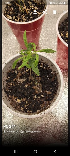 Screenshot_20220311-064232_Jane