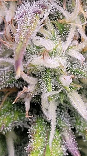 Tag 62 B.G. 2 bildet sich auch hier das was man will 11.1.26