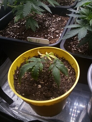 IMG_20240923_180749_044