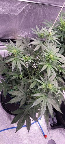 Tag 41 Haze 2 sechste Woche 10.5.25