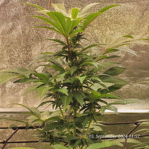 Tag 104 dritte Blüte Woche und auf 115 cm hoch Gewachsen 15.9.24