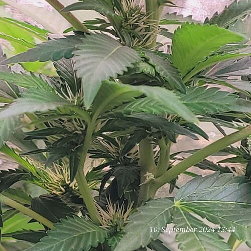 Tag 99 in der zweiten Blüte Woche 10.9.24