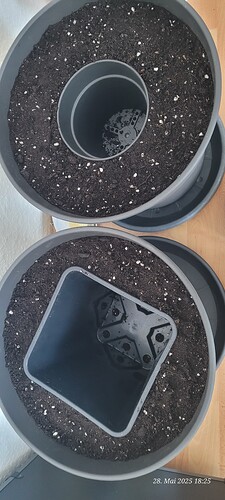 startklar für die Congos 28.5.25