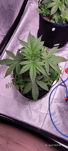 Tag 27 Gelato Wachstum Tag 9 am 26.4.25