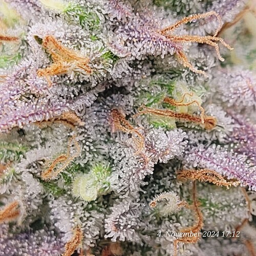 Tag 107 Klon 2, Trichome