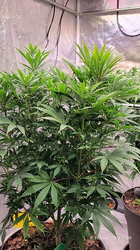 Tag 66 Blüte Tag 16 am 8.2.26